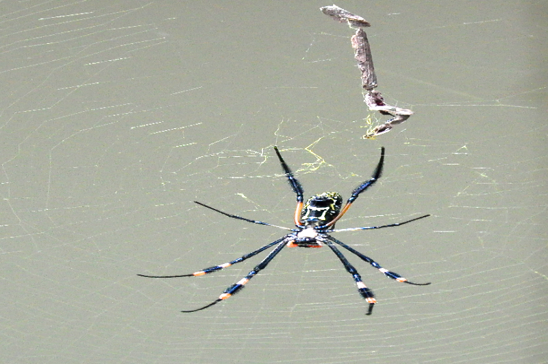 Melanie Heinrich - travel images - Lion Sands Private Game Reserve